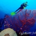 seafan_jk_h_0705_png0694.jpg